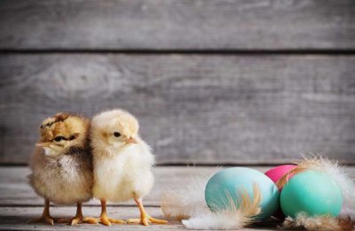 Święta Wielkanocne dla Polaków to bardziej spotkania rodzinne niż święta religijne, ale pokarmy planuje poświęcić 55% z nas, w tym 19% osób niepraktykujących